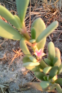 Landing DIBA, le 20 mars 2016 (Ziguinchor (Ziguinchor))