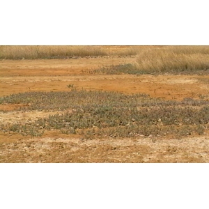 Sesuvium portulacastrum (L.) L.