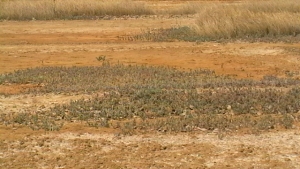 Landing DIBA, le 30 mars 2009 (Ziguinchor (Ziguinchor))