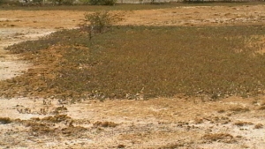Landing DIBA, le 30 mars 2009 (Ziguinchor (Ziguinchor))