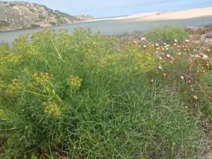 Genevieve Botti, le 26 avril 2016 (Bordeira (Praia da Borderira))