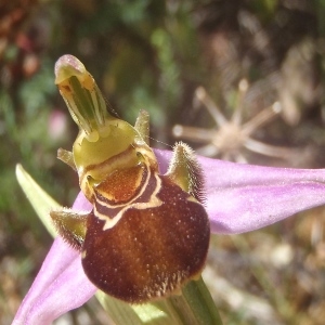 Photographie n°833422 du taxon Ophrys apifera Huds. [1762]