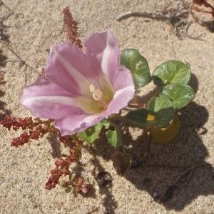 Photographie n°833462 du taxon Convolvulus soldanella L. [1753]