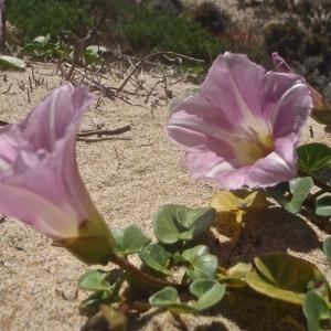 Photographie n°833470 du taxon Convolvulus soldanella L. [1753]