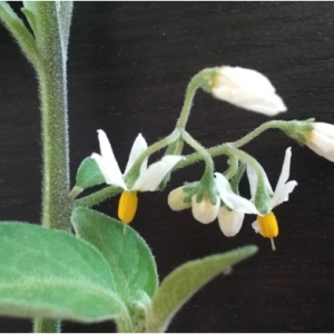Photographie n°833613 du taxon Solanum nigrum L. [1753]
