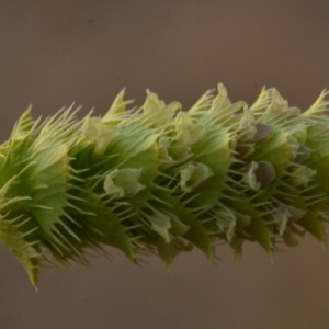 Photographie n°833833 du taxon Sideritis L. [1753]