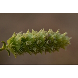 Sideritis sp.