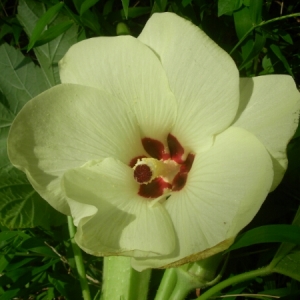Hibiscus esculentus L. (Gombo)