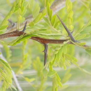 Photographie n°834235 du taxon Gleditsia triacanthos L. [1753]