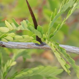 Photographie n°834237 du taxon Gleditsia triacanthos L. [1753]