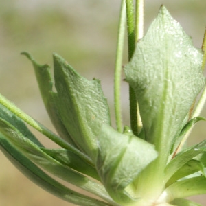 Photographie n°834296 du taxon Androsace chaixii Gren. [1853]