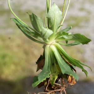 Photographie n°834297 du taxon Androsace chaixii Gren. [1853]