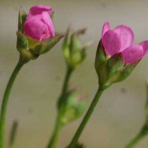 Photographie n°834303 du taxon Androsace chaixii Gren. [1853]