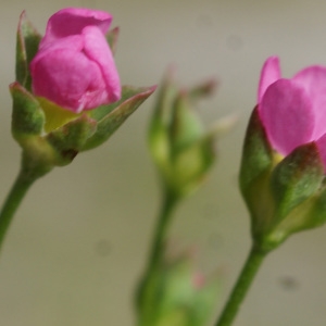 Photographie n°834308 du taxon Androsace chaixii Gren. [1853]