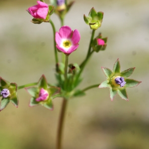 Photographie n°834312 du taxon Androsace chaixii Gren. [1853]