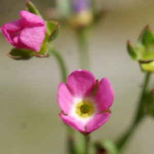 Photographie n°834314 du taxon Androsace chaixii Gren. [1853]