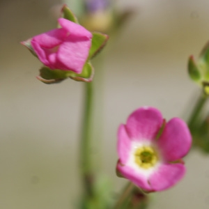 Photographie n°834316 du taxon Androsace chaixii Gren. [1853]