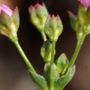 Photographie n°834325 du taxon Androsace chaixii Gren. [1853]