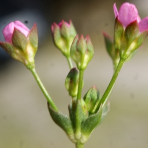 Photographie n°834326 du taxon Androsace chaixii Gren. [1853]