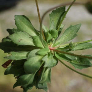 Photographie n°834328 du taxon Androsace chaixii Gren. [1853]