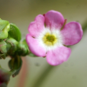 Photographie n°834331 du taxon Androsace chaixii Gren. [1853]