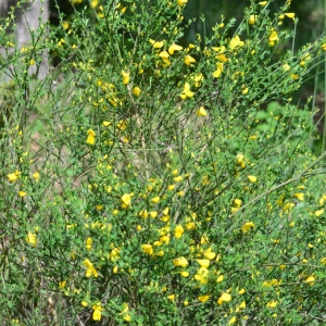 Photographie n°834403 du taxon Cytisus scoparius (L.) Link [1822]