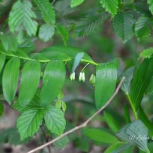 Photographie n°834413 du taxon Polygonatum multiflorum (L.) All. [1785]