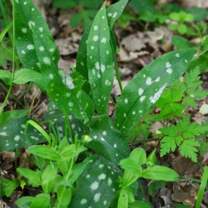 Photographie n°834417 du taxon Pulmonaria longifolia subsp. longifolia 