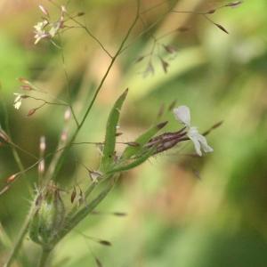 Photographie n°834518 du taxon Silene gallica L. [1753]