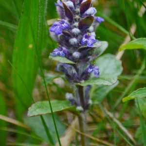 Photographie n°834673 du taxon Ajuga reptans L.