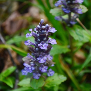 Photographie n°834674 du taxon Ajuga reptans L.