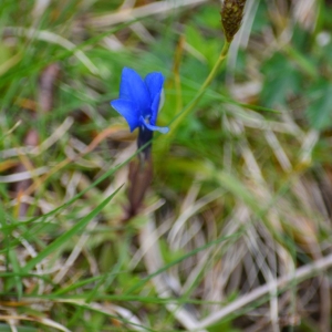 Photographie n°834708 du taxon Gentiana verna L. [1753]