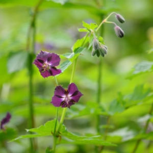 Geranium montanum Bubani