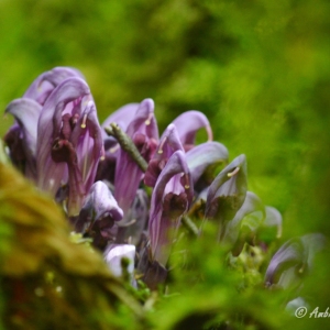 Photographie n°834716 du taxon Lathraea clandestina L.