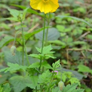 Photographie n°834720 du taxon Papaver cambricum L.