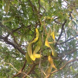 Photographie n°834756 du taxon Gleditsia triacanthos L. [1753]