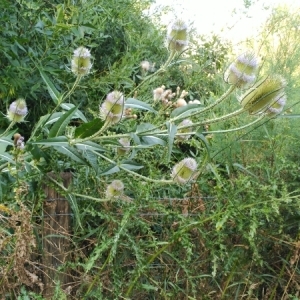 Photographie n°834806 du taxon Dipsacus fullonum L. [1753]