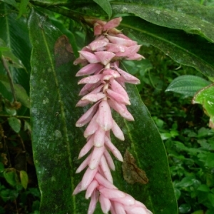 Photographie n°834864 du taxon Alpinia purpurata Vieill. ex K. Schum.