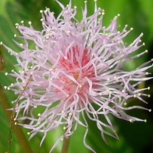 Photographie n°835102 du taxon Mimosa pudica L.