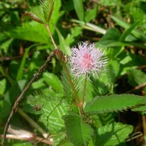 Photographie n°835121 du taxon Mimosa pudica L.