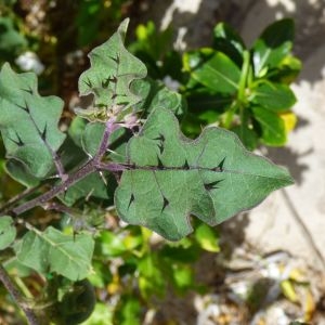 Photographie n°835537 du taxon Solanaceae