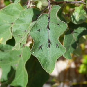 Photographie n°835539 du taxon Solanaceae