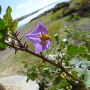 Photographie n°835540 du taxon Solanaceae