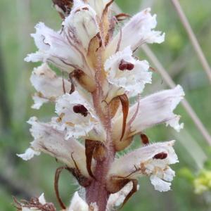 Photographie n°835607 du taxon Orobanche picridis F.W.Schultz [1830]