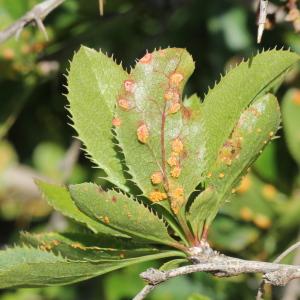 Photographie n°835647 du taxon Berberis vulgaris L.