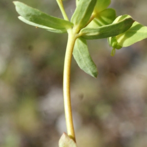 Photographie n°835660 du taxon Euphorbia taurinensis All. [1785]