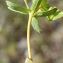  Liliane Roubaudi - Euphorbia taurinensis All. [1785]