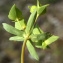  Liliane Roubaudi - Euphorbia taurinensis All. [1785]