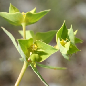 Photographie n°835662 du taxon Euphorbia taurinensis All. [1785]