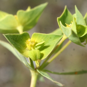 Photographie n°835663 du taxon Euphorbia taurinensis All. [1785]